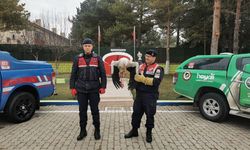 Yozgat'ta yaralı leylek tedavi altına alındı