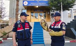 Yozgat Jandarması yaralı şahini tedavi etti