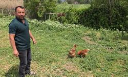Yüzleri gülümseten olay: Tilkiye, "Kanun namına teslim ol" dedi!