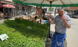 Yozgat'ta sebze fidesi telaşı başladı