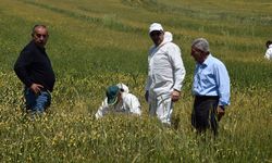 Yozgat'ta süne ile mücadele başladı