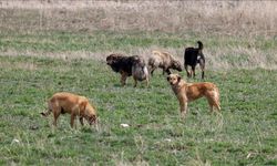 Yozgat’ta başıboş köpekler köyde panik yarattı: Sahiplerine ceza kesildi!