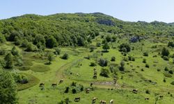 Yozgat Aydıncık Şebek Geçidi yeşilin tonlarıyla görsel şölene dönüştü