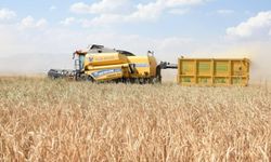 Saman fiyatlarında tarihi gerileme: Yüzde 50 kayıp