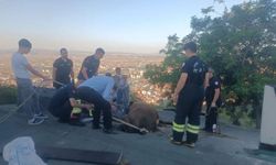 Şoke eden olay: Çatıya düşen inek kurtarıldı