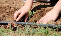 Yozgat'ta ata tohumları okullarda hayat buluyor