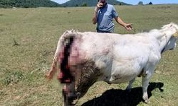 Ayı saldırıları arttı! Üreticiler tedirgin