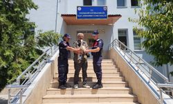 Jandarma yaralı leyleği koruma altına aldı
