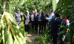 Yozgat'ta Türkiye'nin en büyük meyve bahçesinde kiraz hasadı başladı