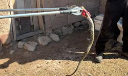 Yozgat'ta yumurtaların gizemi çözüldü