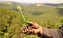Akdağmadeni'nde "Sağlık Bilimleri Açısından Salep Sempozyumu" düzenlenecek