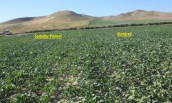 Yozgat'ta şeker pancarında su tasarrufu için polimer denemesi başlatıldı
