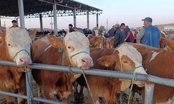 Yozgat’ta hayvan fiyatları 30 bin lira geriledi