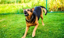 Çocuğa saldıran köpeğin sahibi tutuklandı