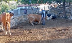 Yozgat'ta hedef 50 bin büyükbaş
