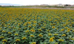 Yozgat'ta ayçiçeği tarlalarında görsel şölen