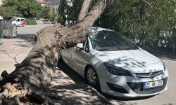 Park halindeki otomobilin üzerine ağaç devrildi