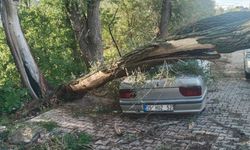 Park halindeki otomobilin üzerine ağaç devrildi!