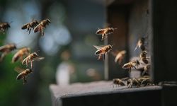 Arı sokması sonrası fenalaşmıştı: Hayatını kaybetti