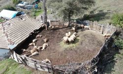 Köye kadar inen kurtlar ağıla girdi! 18 koyun telef oldu