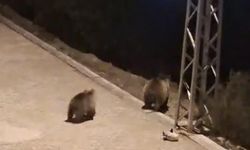 Yozgat'ta anne ayı ve yavruları mahalleye indi