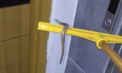 Su basan bodrumdan yılan çıktı!