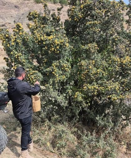 Yozgat'ta yetişen bitkinin faydaları saymakla bitmiyor