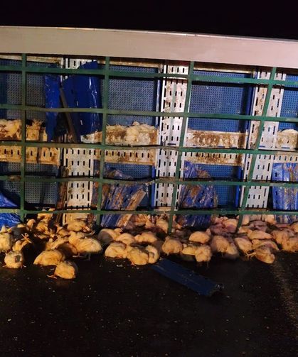 Yozgat’ta tavuk yüklü tır devrildi: 1 yaralı