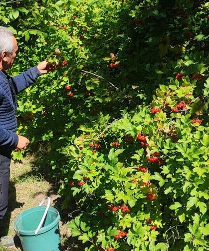 Yozgat'ta gilaburu hasadı başladı