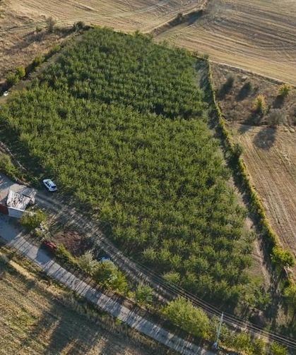 Almanya'da doktorun önerisini dinledi! Yozgat'ta üretici oldu