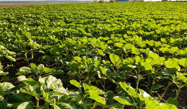 Yozgat tarımında mantarlı ekim verimi katladı