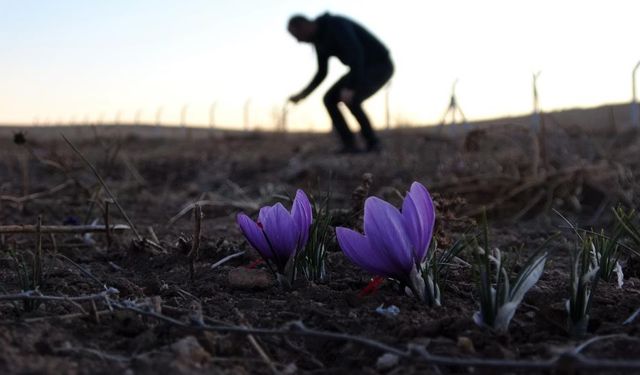 En pahalı bitki Yozgat’ta: Kilosu 600 bin liradan satılıyor