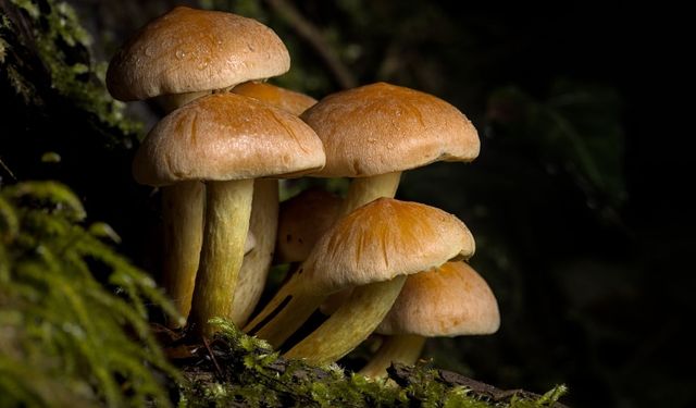 Kilo fiyatı dudak uçuklatıyor! Japonya olmak üzere farklı Uzak Doğu ülkelerine ihraç ediliyor