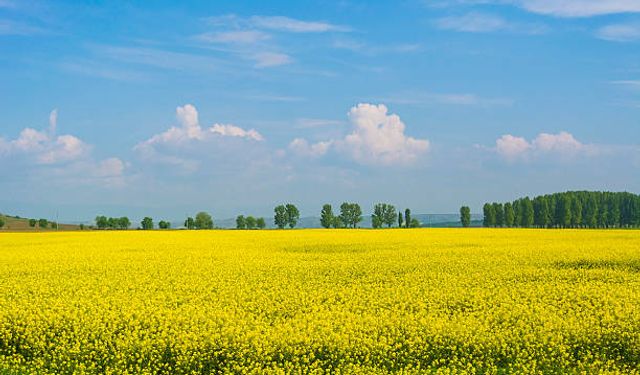 Yozgat'ta her yerde yetişen o bitki binbir derde deva