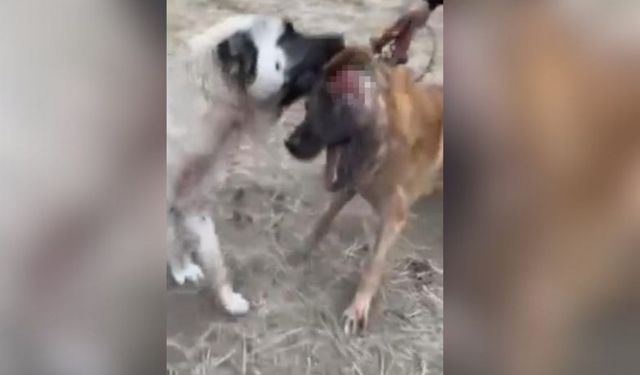 İnsanlık dışı hareketleri şok etti: Utanmadan bir de izlediler!