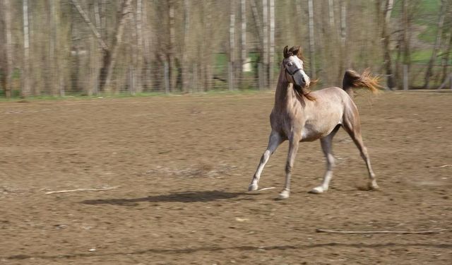 Şampiyon atlar Yozgat’ta yetişiyor!