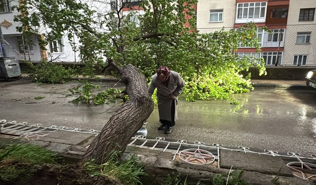 Yozgat'ta şiddetli rüzgar kayısı ağacını devirdi!