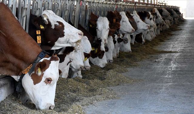 Bakanlıktan çiftçilere müjde... Dev destek başlıyor!