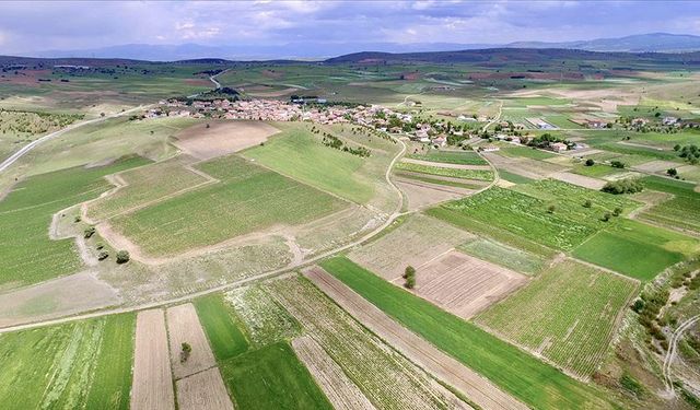 Soğuk hava Yozgat tarımını zarara uğrattı!