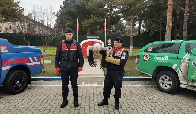 Yozgat'ta yaralı leylek tedavi altına alındı