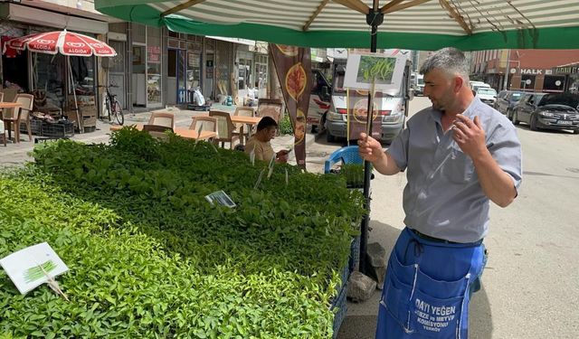 Yozgat'ta sebze fidesi telaşı başladı