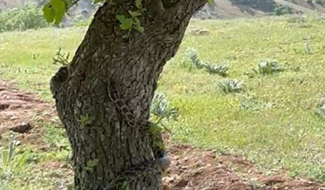 Yozgat'ta gölgesinde dinlendiği ağaçta yılanla göz göze geldi