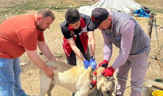 Yozgat'ta mikroçip çalışmaları sürüyor