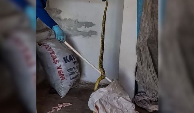 Yozgat'ta evinde dev yılan buldu!