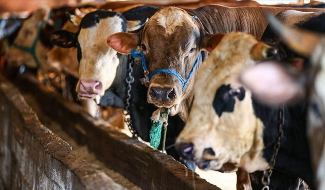 Boğazlıyan Kırmızı Et Üreticileri Birliği Yönetim Kurulu Başkanı: Hayvancılık tarımın en büyük gücüdür