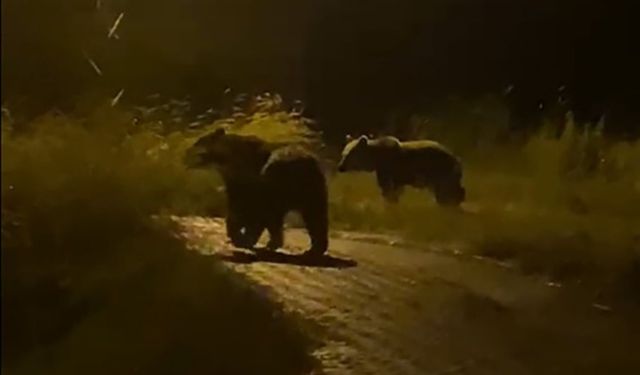 Yozgat’ta köyde dolaşan iki ayı kamerada