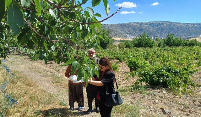 Yozgat'ta Feromon Tuzak uygulaması