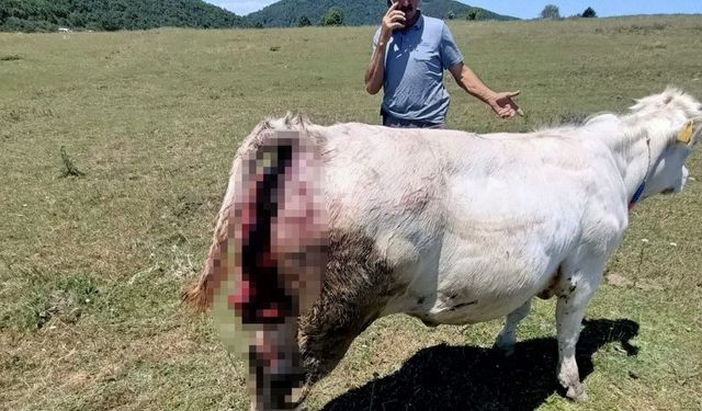 Ayı saldırıları arttı! Üreticiler tedirgin