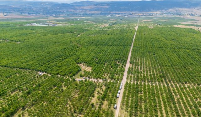Yozgat'ta hasat başladı: 15 bin ton rekolte bekleniyor