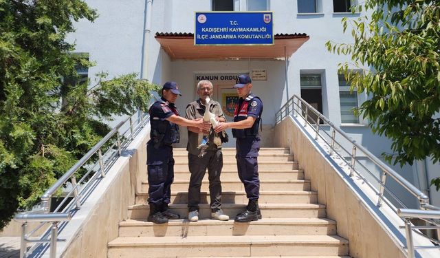 Jandarma yaralı leyleği koruma altına aldı